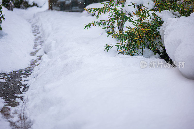 纯白色的背景上，杉树树枝上覆盖着厚厚的积雪