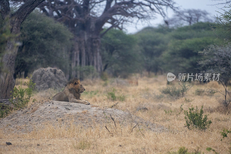 一头狮子躺在坦桑尼亚塔兰吉雷国家公园的平原上，背景是一片森林