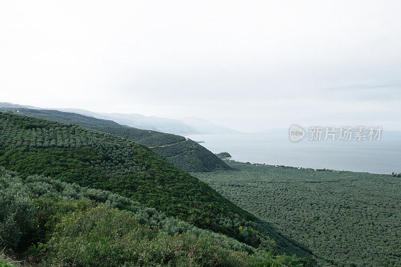 在Gemlik的橄榄园，土耳其。