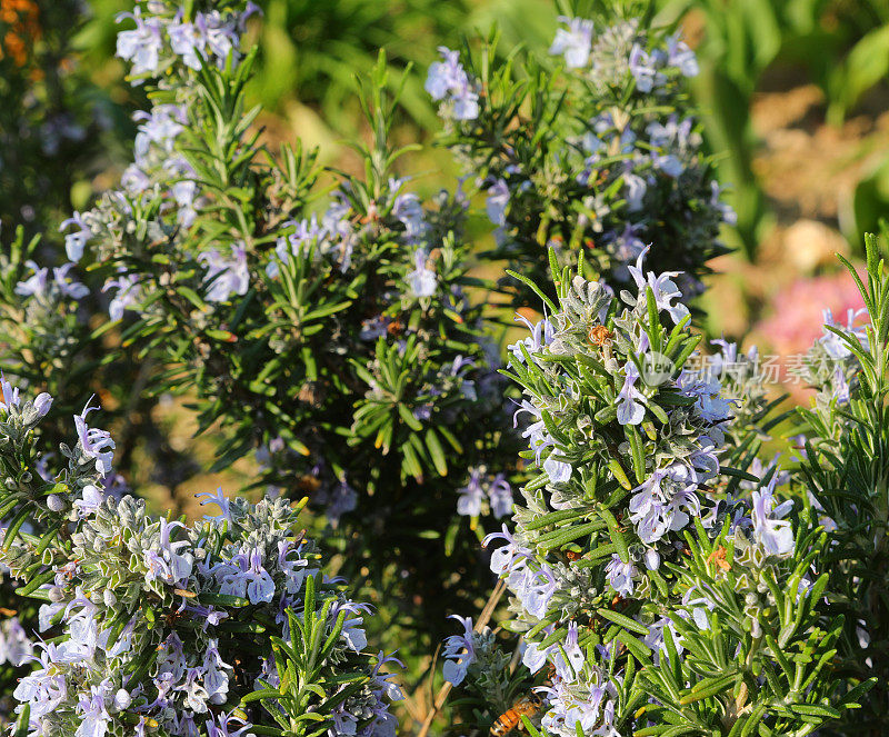 芳香的迷迭香植物开出了小小的蓝色花朵，迷迭香是一种地中海原生植物，通常用于意大利南部的烹饪