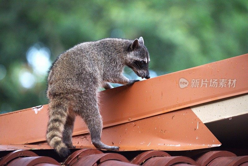 屋顶上的北方浣熊