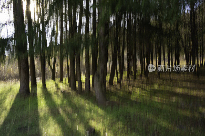 抽象的日出。绿色森林模糊背景。