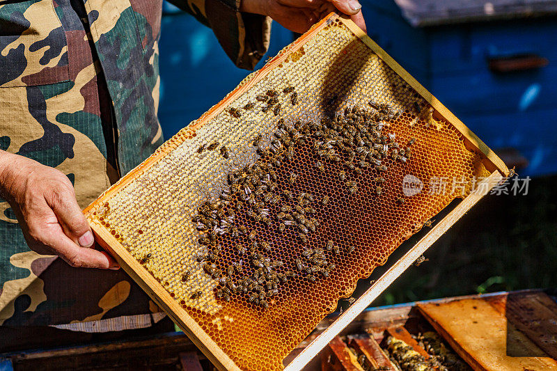 养蜂人拿着一个装满蜂蜜和蜜蜂的架子。养蜂人在养蜂场处理蜜蜂和蜂箱。养蜂特写。