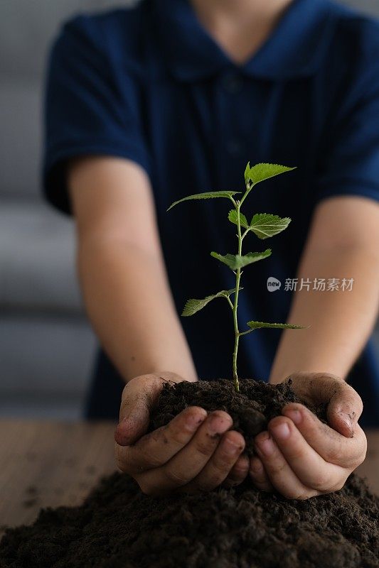 小男孩正在家里种树苗