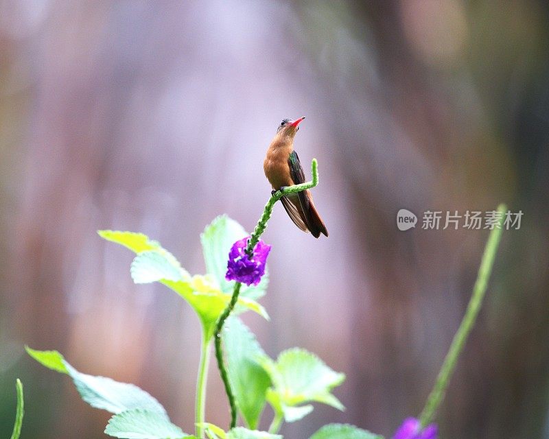 肉桂蜂鸟