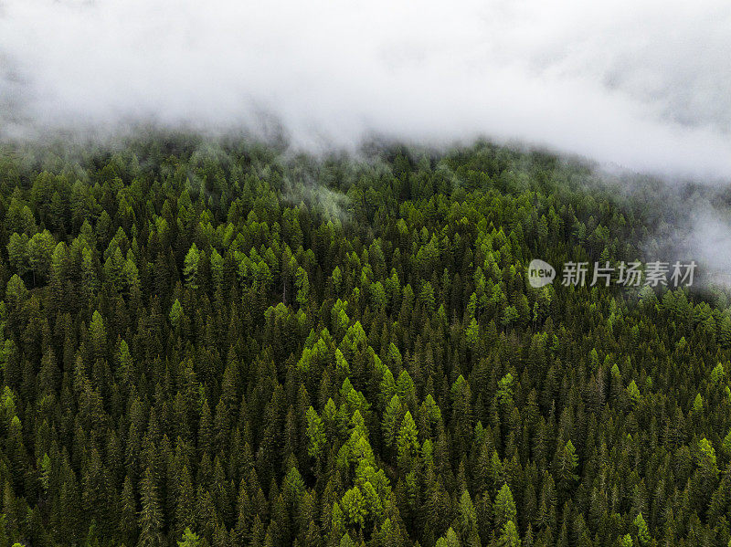 阿尔卑斯山中东部的一座山上的松树林景观