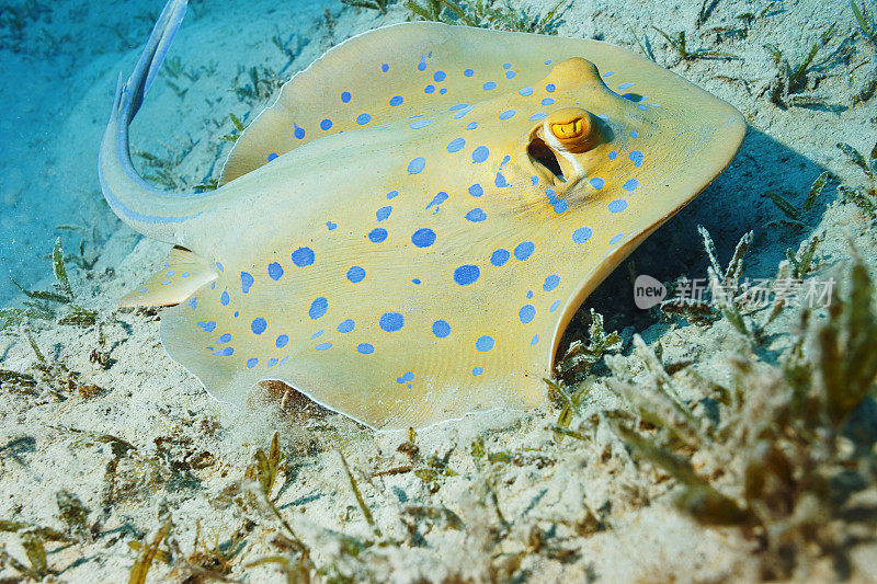 沙底的蓝斑黄貂鱼。水下海洋生物珊瑚礁水下照片水肺潜水员的观点