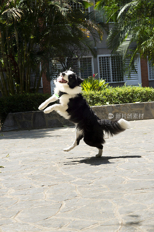 快乐边境牧羊犬