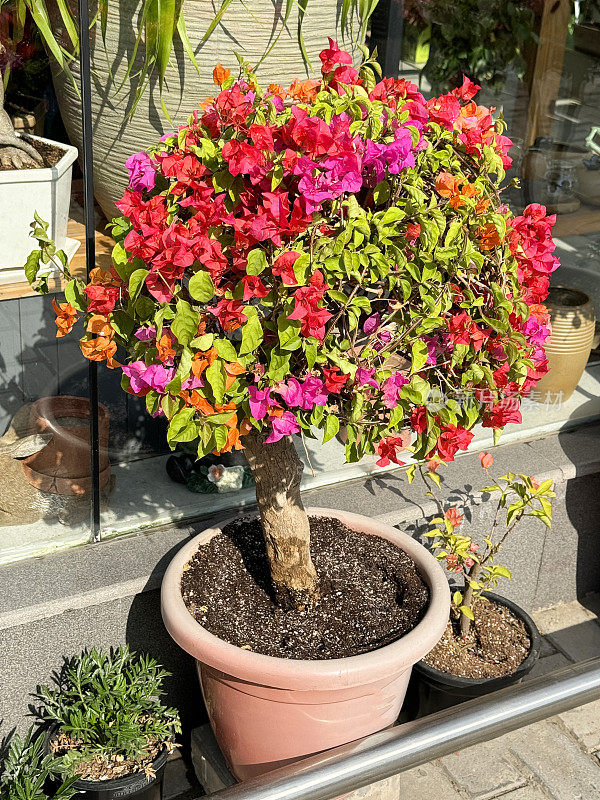 花园中心苗圃出售的热带亮粉色、橙色、红色九重葛花苞在观赏花九重葛盆栽植物上的特写图像，重点在前景