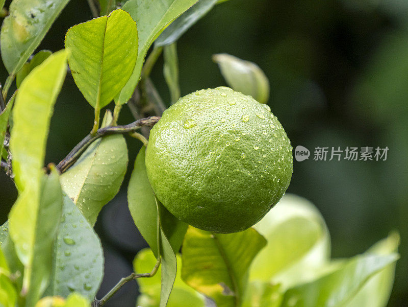 特写小柠檬，上面有水滴