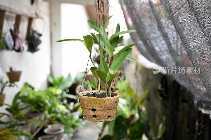 在家悬挂盆栽中栽培兰花