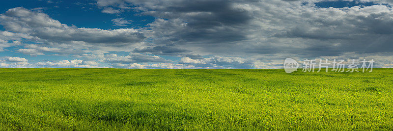 一大片春天的农田，在蔚蓝多云的天空下，嫩绿的嫩芽伸向地平线。宽屏全景照片农场景观与良好的天气，15:5格式。侧视图