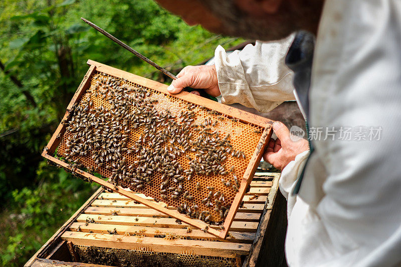 养蜂人从蜂箱中取出装满蜜蜂的梳子。
