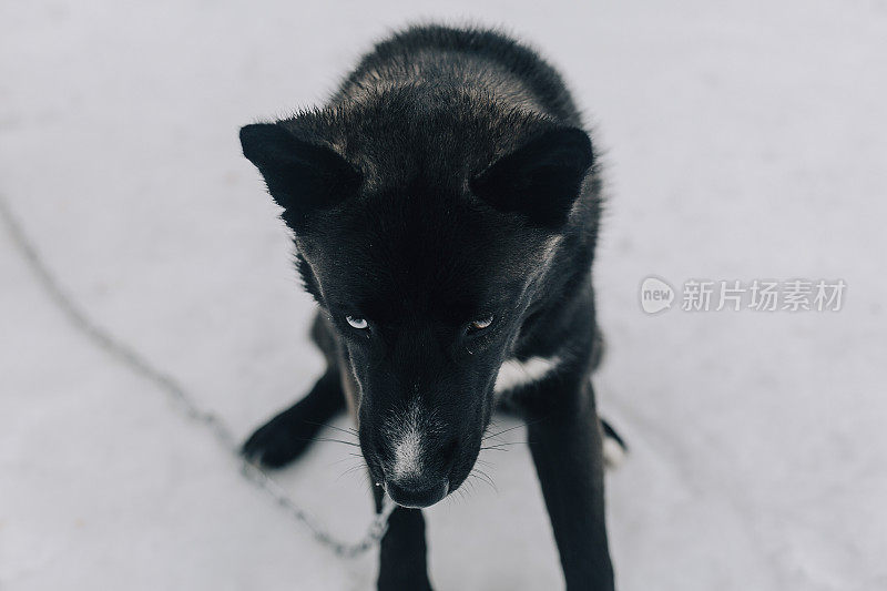 不同颜色眼睛的西伯利亚哈士奇