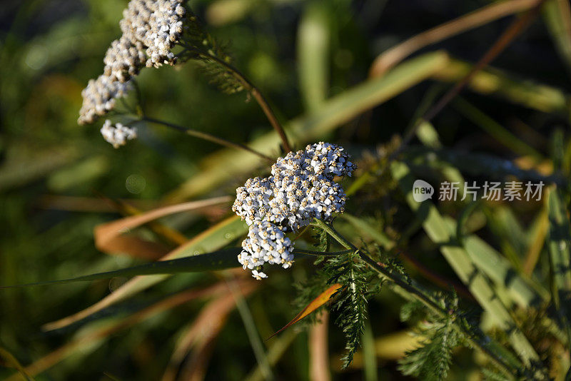 挪威乡村小镇田野上的霜花。