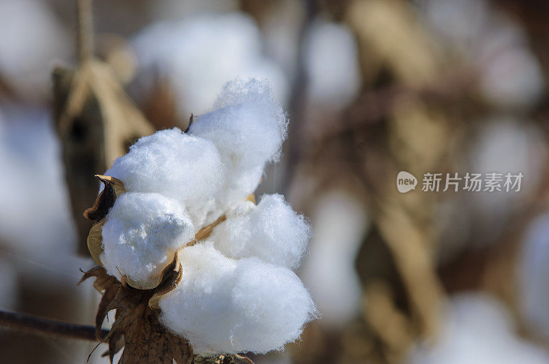 准备收获的棉铃特写