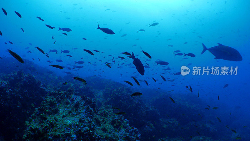 在加拉帕戈斯群岛沃尔夫岛的海底暗礁上游动的礁鱼