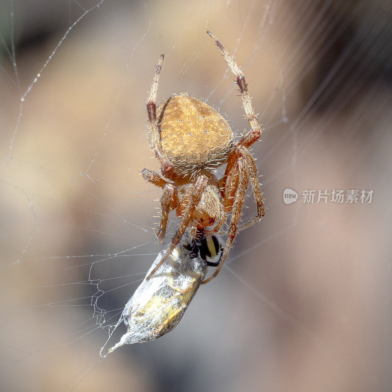 西部斑点圆织蜘蛛，新斯科纳瓦夏蜘蛛，与黄蜂