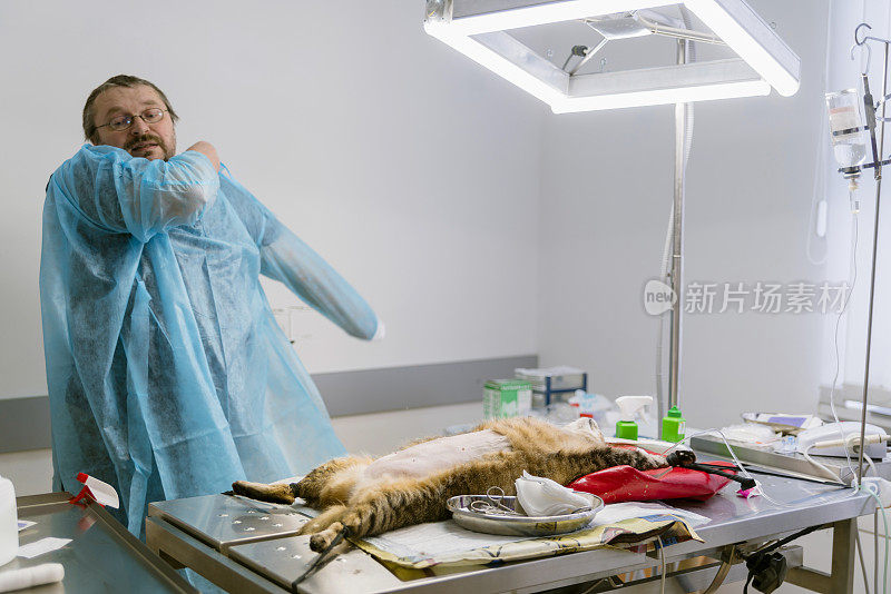 兽医为躺在手术台上注射了镇静剂的猫做术前准备。