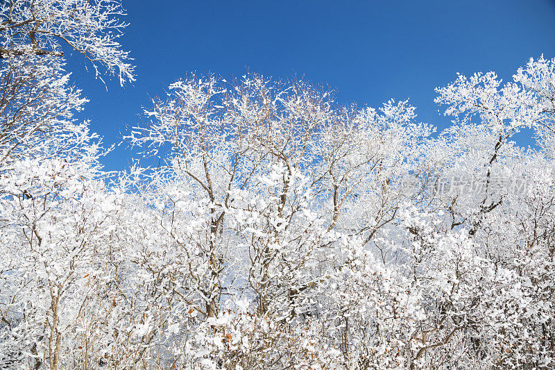 雪覆盖的树顶