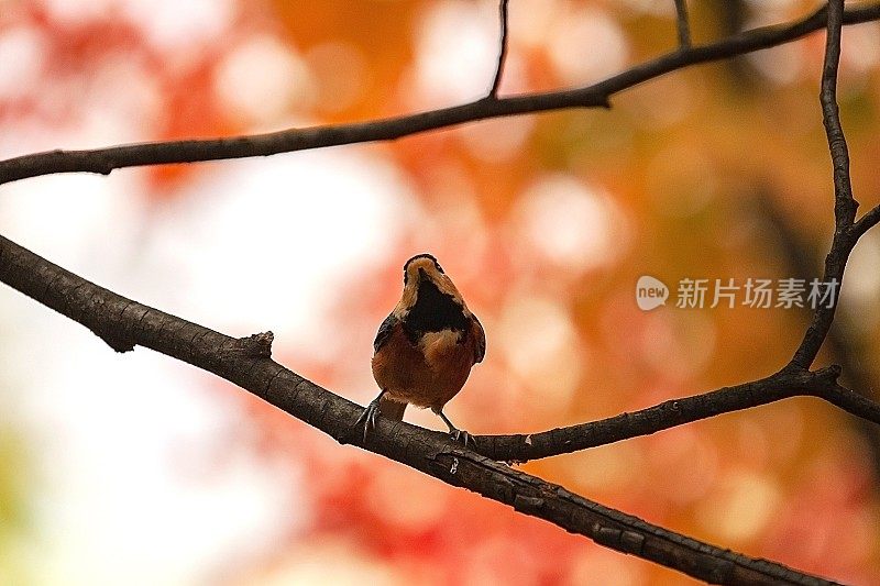 一只鸟儿在歌唱秋天