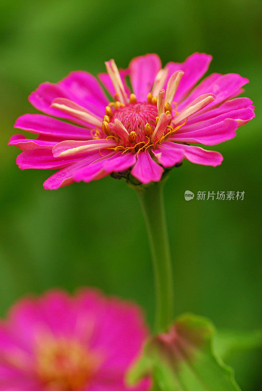 Zinnia线虫。