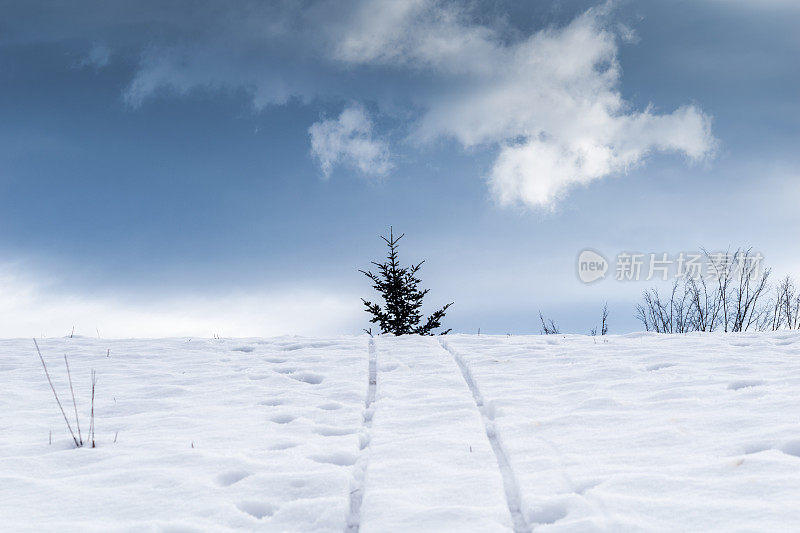 雪地上的雪橇印记