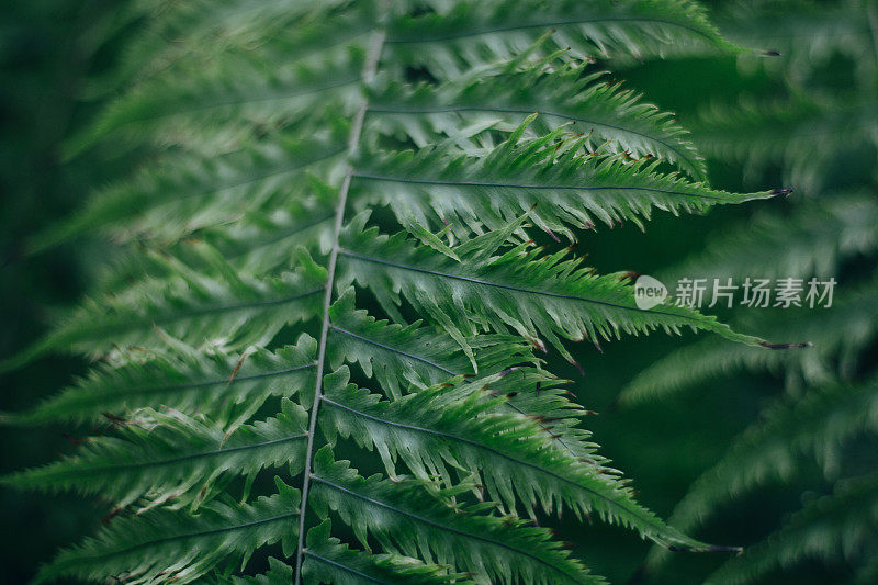 树旁的蕨类植物