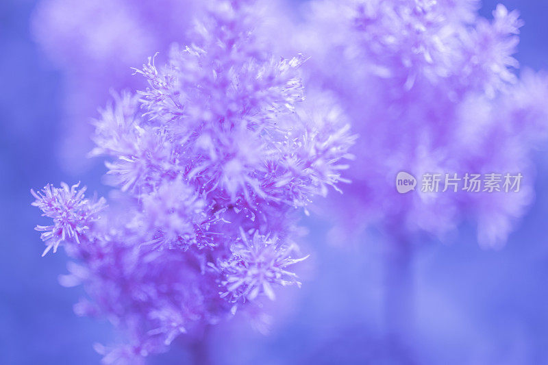 毛茸茸的鲜花Astilbe