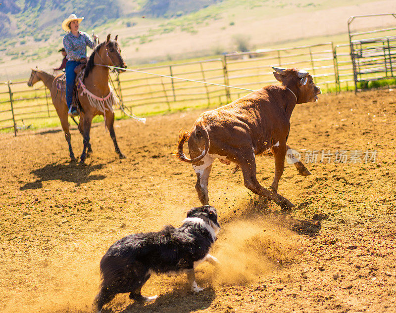 在牧场围栏里，狗和牛一起工作