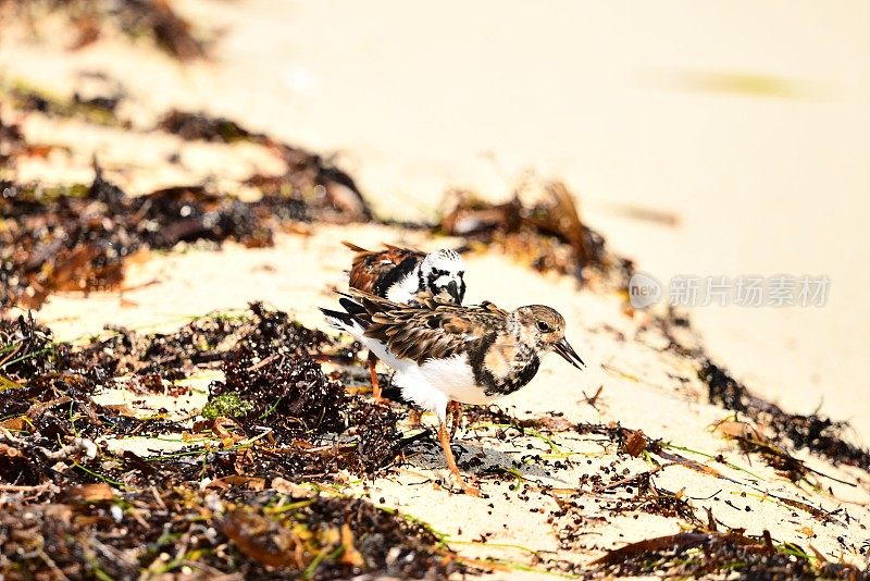 红Turnstones