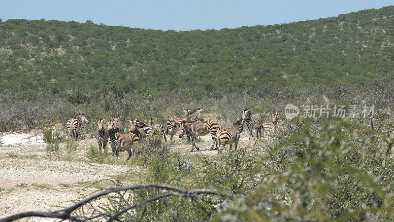 一群在大草原上吃草的斑马