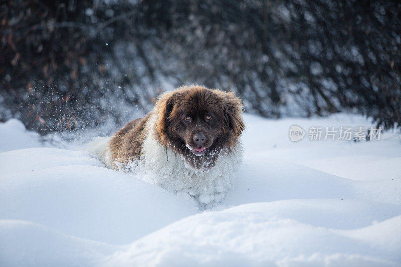 雪中的纽芬兰狗