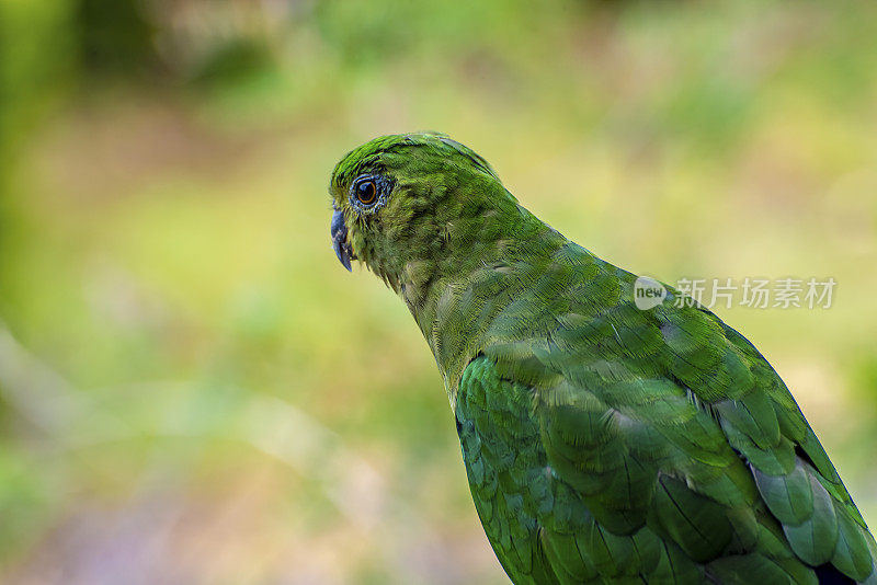 雌性澳大利亚王鹦鹉正在寻找食物。