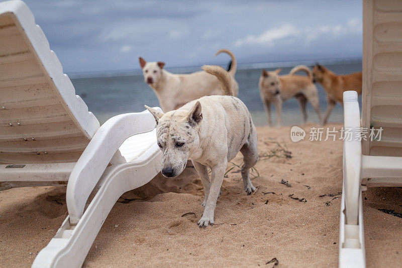 巴厘岛萨努尔海滩上无家可归的流浪狗