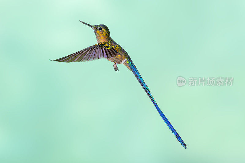厄瓜多尔蜂鸟-雄性紫尾飞蛾，翅膀向前