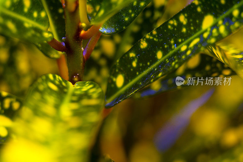 巴豆属植物,特写