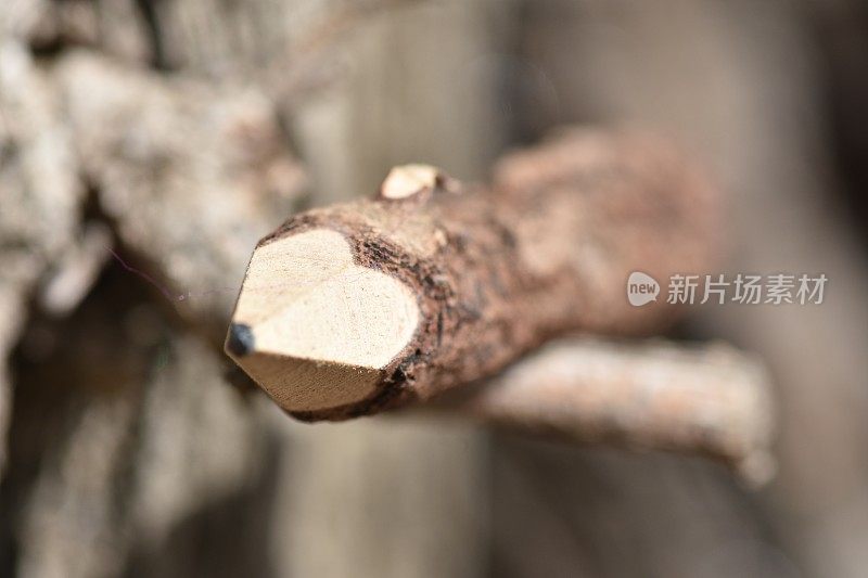 一支由天然木材制成的铅笔躺在树干上