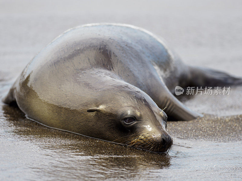 Galápagos海狮在海滩上休息