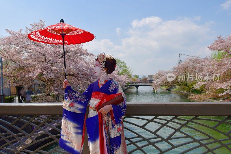 穿着美子服饰的日本女人在京都的桥上欣赏樱花