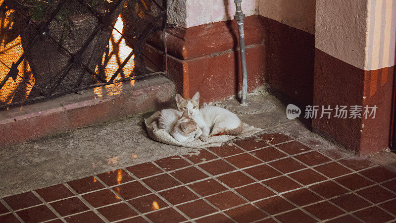 小巷街道的猫和小猫