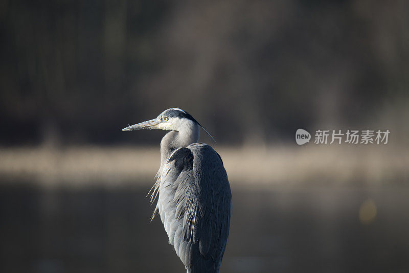 大蓝鹭在湖边