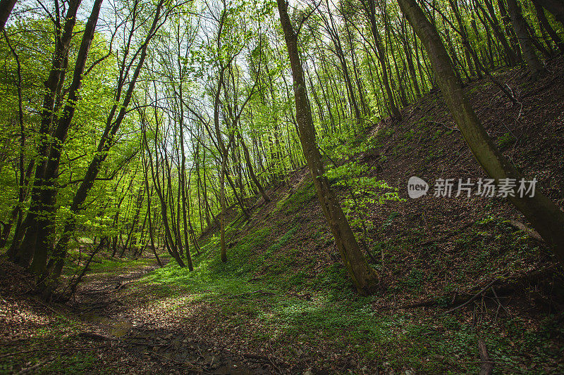 春天在山上，森林正在苏醒