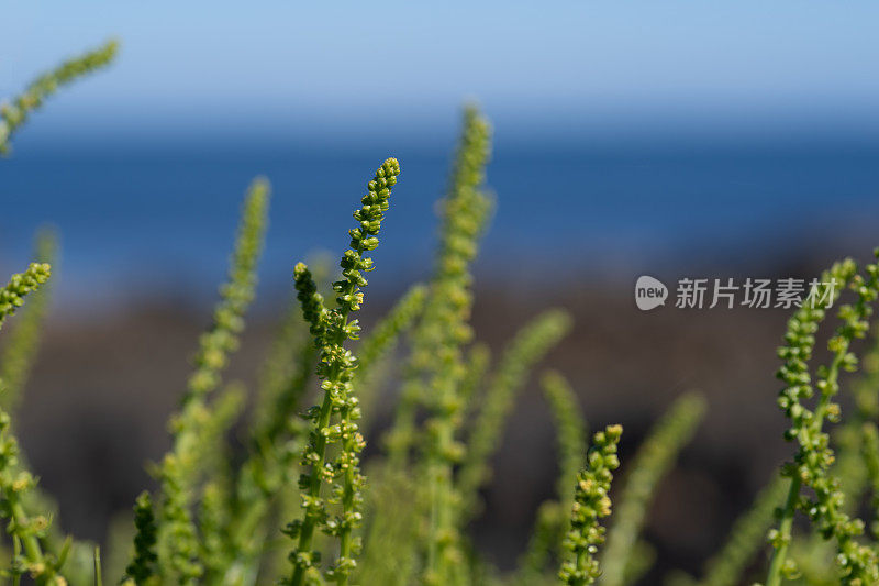 羊酸模(Rumex)生长在有潮汐池的海岸线和海面上的地平线上