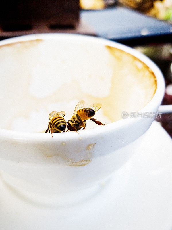两只蜜蜂在咖啡杯上喝水，被糖吸引