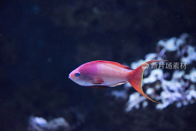 马鲅Anthias