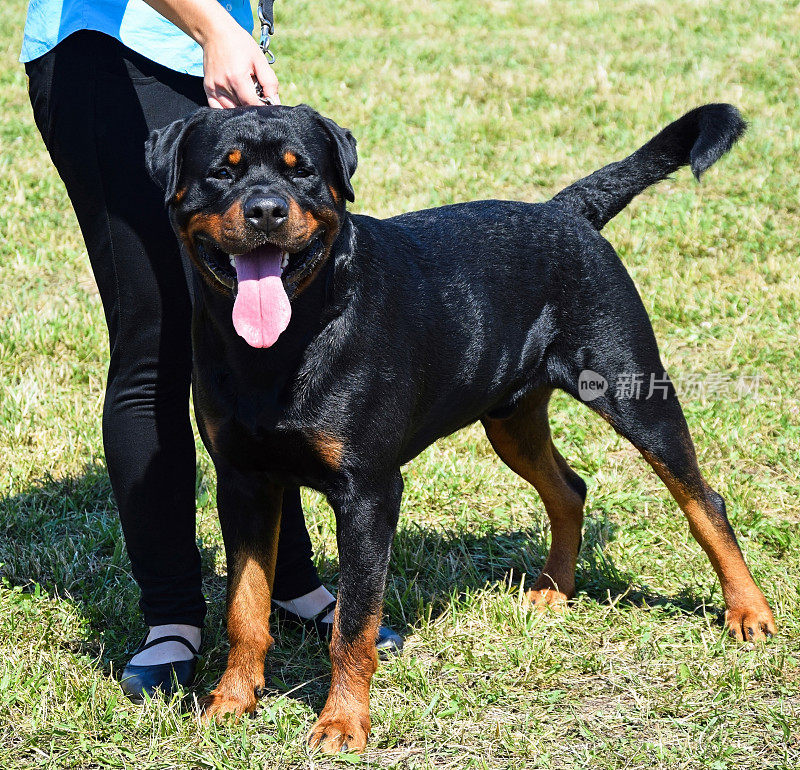 罗特韦勒犬站在户外