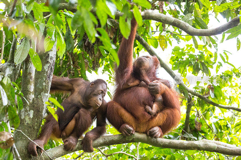 马来西亚:Sepilok猩猩·全球之声
