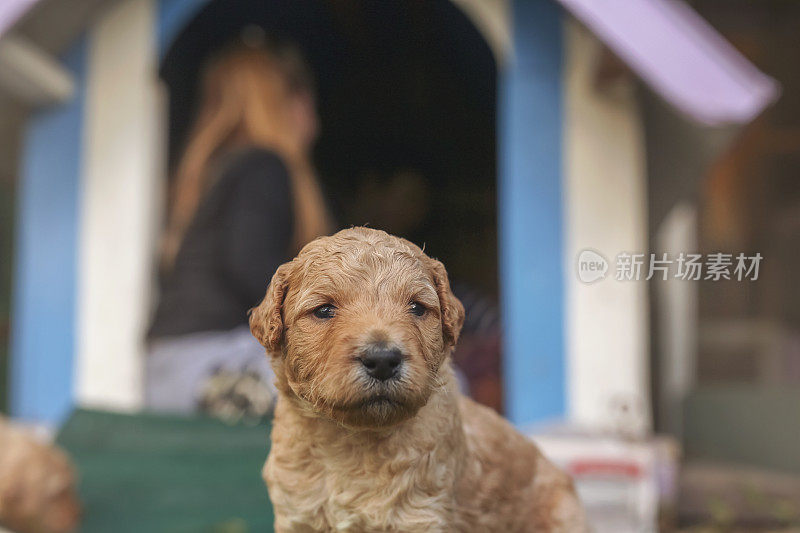 澳大利亚拉布拉多犬在犬舍前