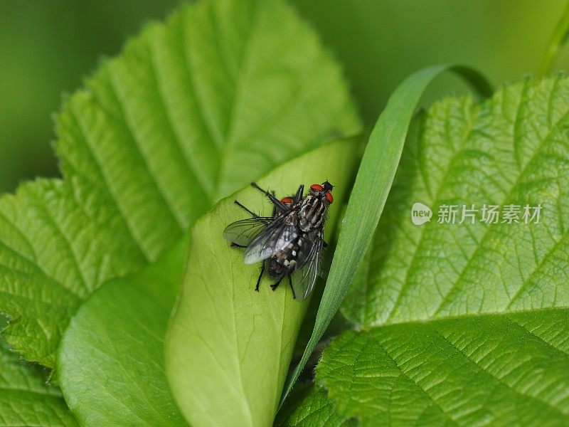 苍蝇在交配